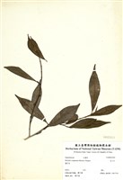 藏品(烏心石)的圖片
